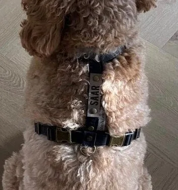Saartje met haar leren tuig.