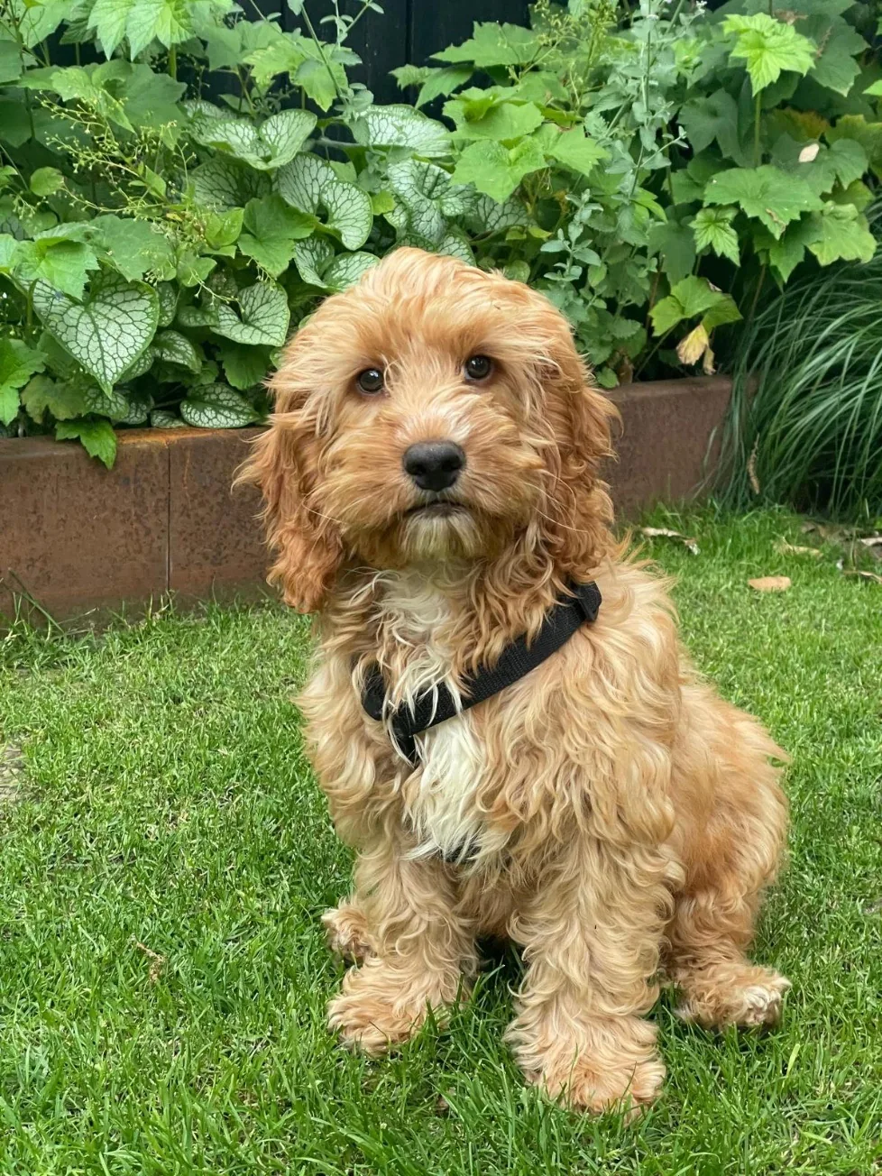 Luigi van Sparkling Labradoodles.