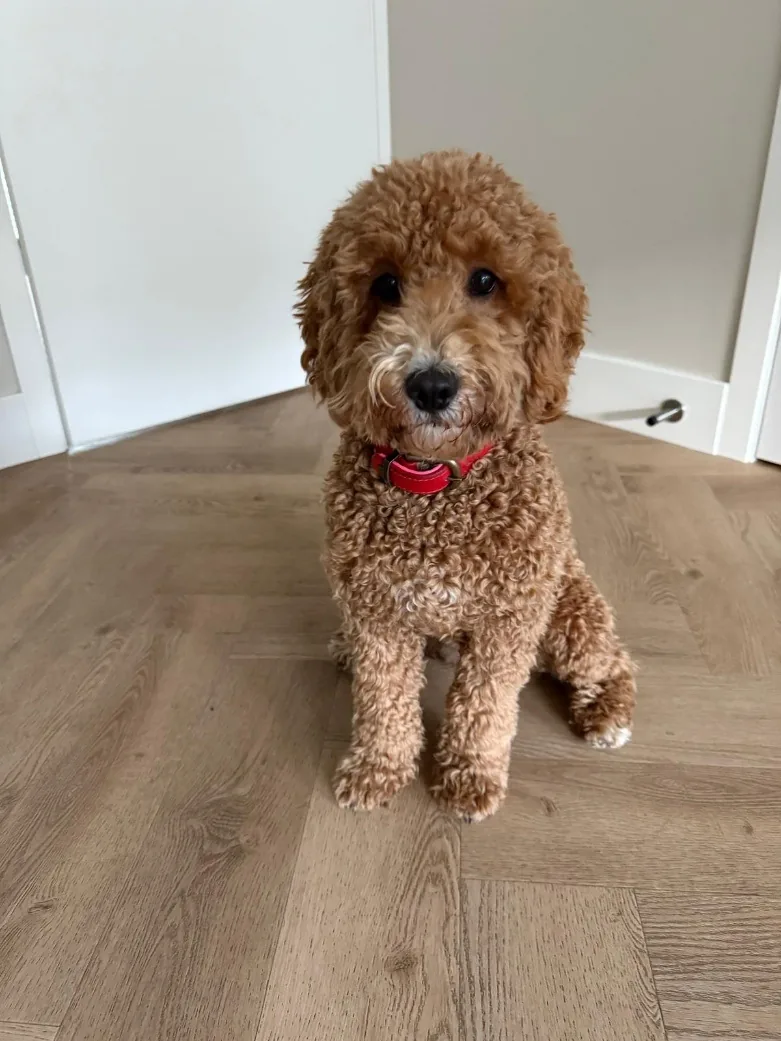 Puck van Sparkling Labradoodles.