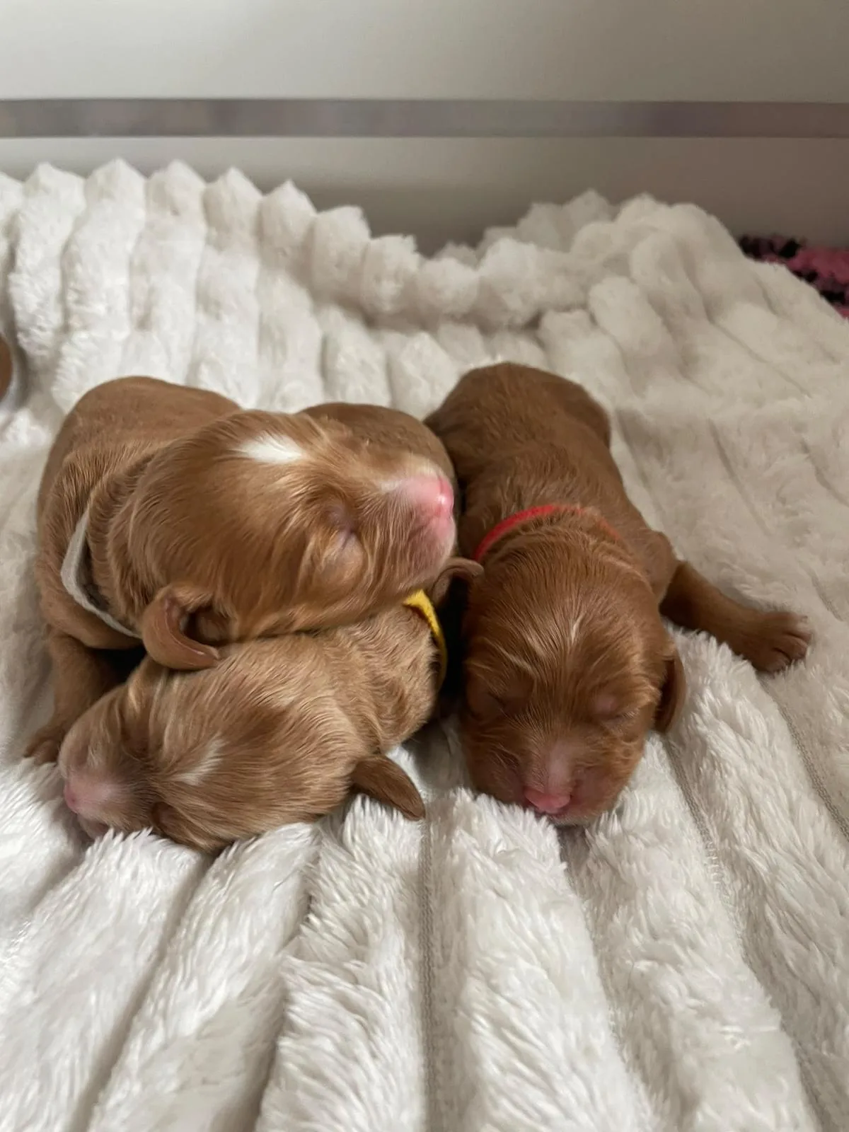 Drie pasgeboren pups liggen knus bij elkaar op een zachte witte deken.