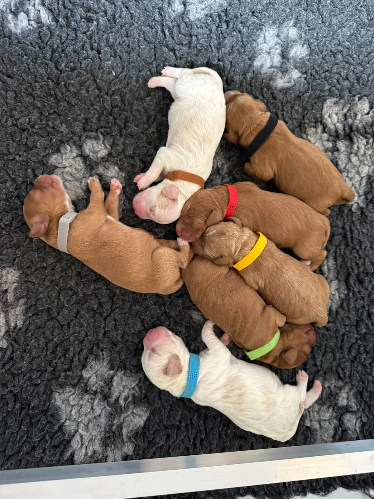 Ons nestje pasgeboren pups samen op een zachte grijze deken.